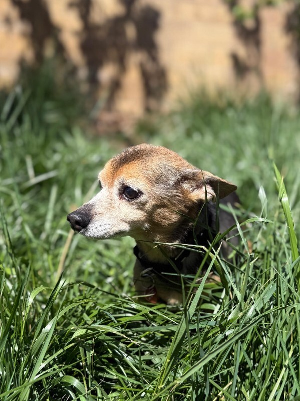 Picture of the Animal Listed